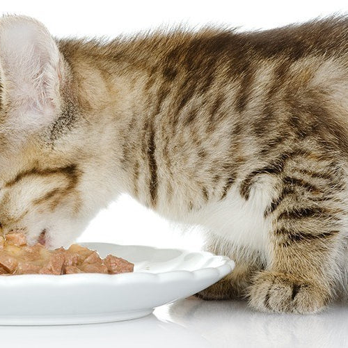 What do cats naturally eat?
