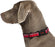 Halti Comfort Collar for Dogs