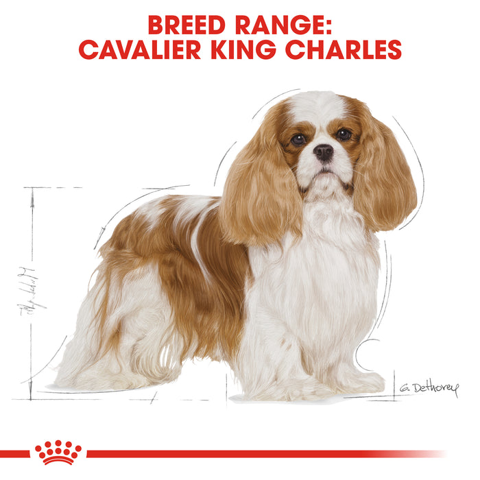 Royal Canin Adult Cavalier King Charles Dry Dog Food - 3kg