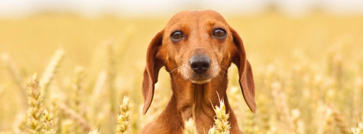 Should You Choose Grain Free Dog Food?