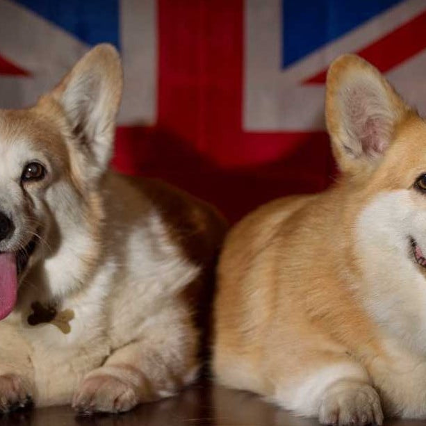Dog population in the United Kingdom of Great Britain and Northern Ireland