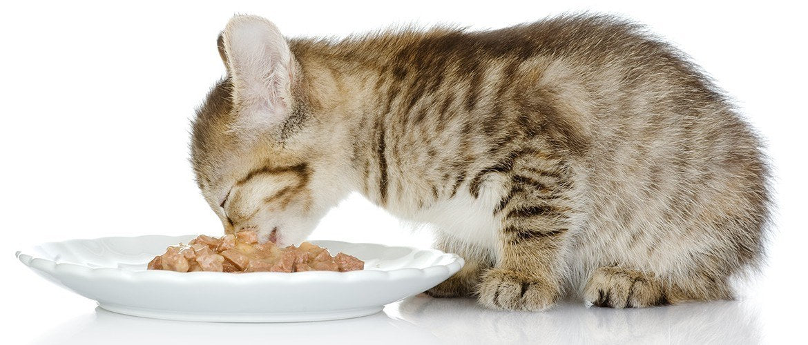 What do cats naturally eat?