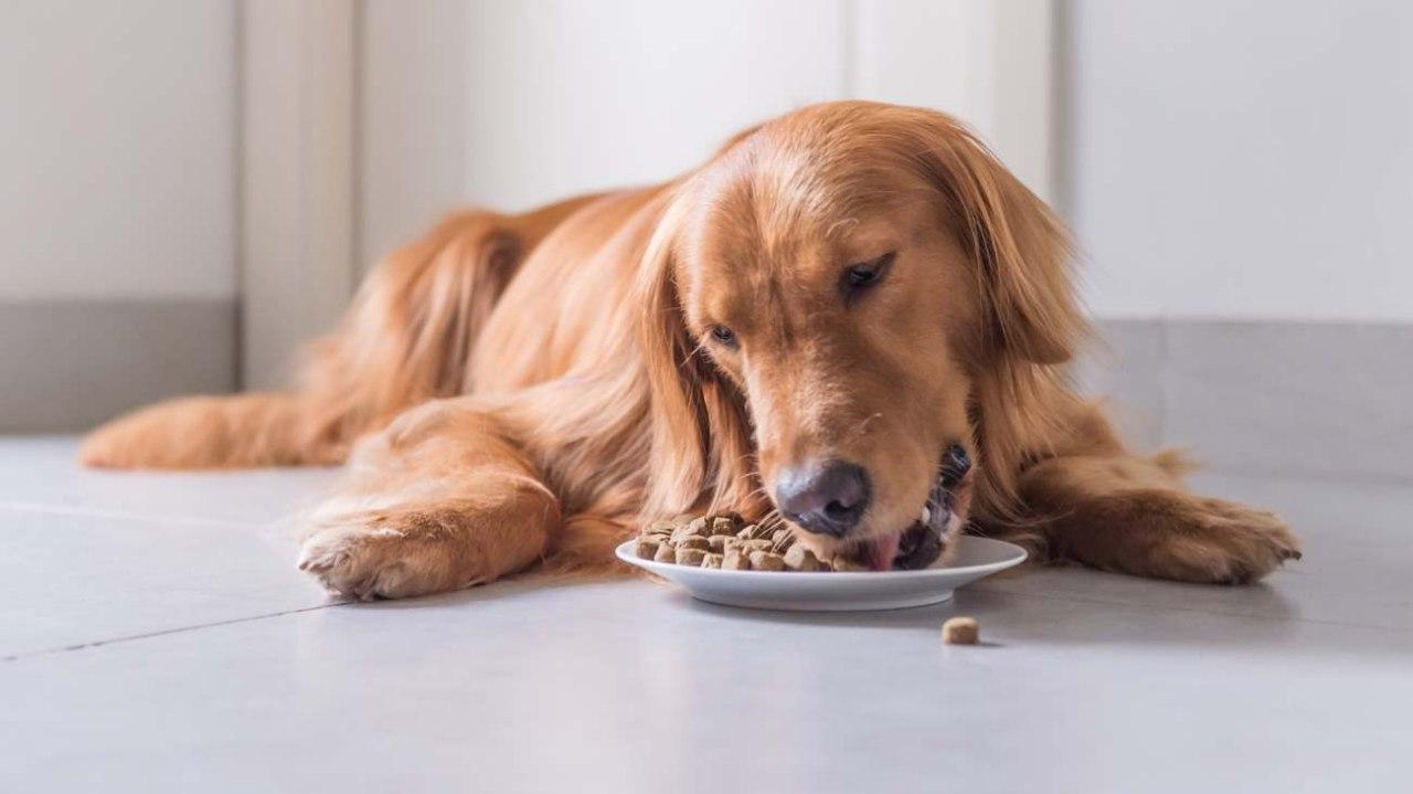 You ask, we answer: Royal Canin dog food