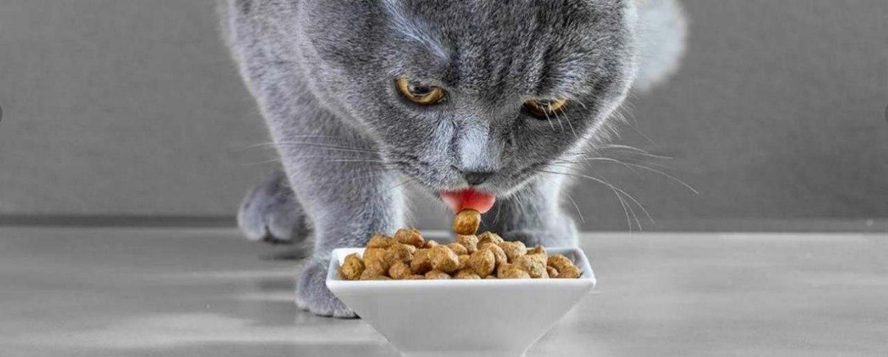 Royal Canin cat food: a good choice