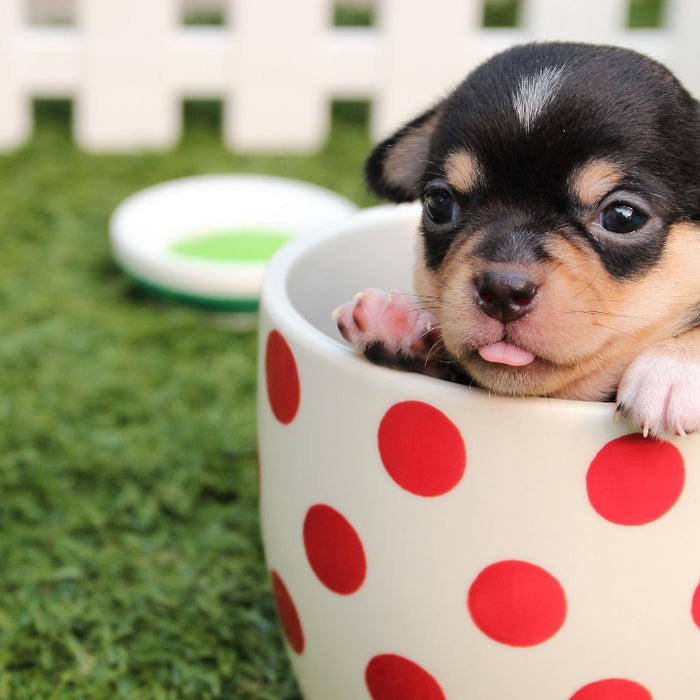 Feeding puppies from 1 month: what to feed and when to feed