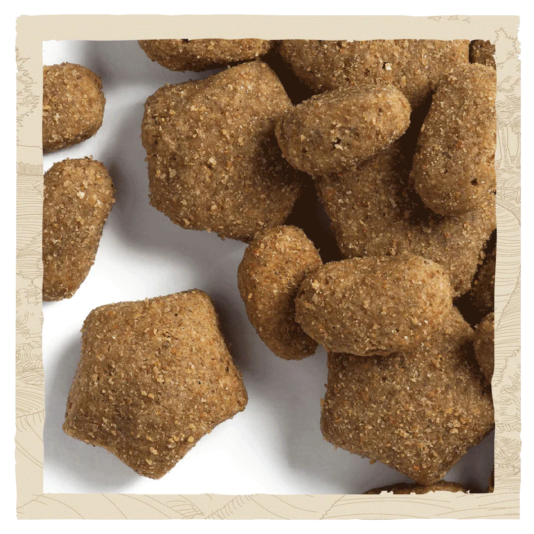 Beta Adult Sensitive Salmon Dry Dog Food