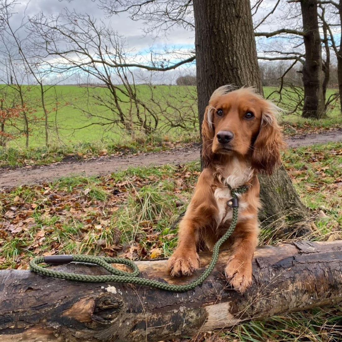 Ancol Heritage Nylon Rope Slip Dog Lead Green 1.5m x 8mm