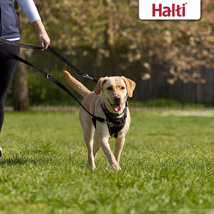 Halti Training Lead for Dog