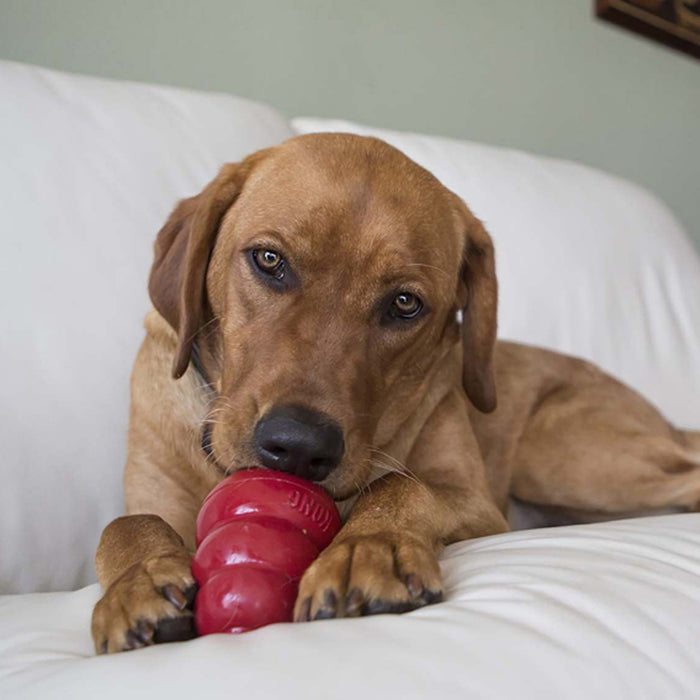 KONG Snacks Liver Dog Treats