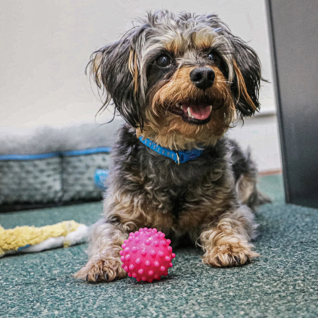 Ancol Small Bite Vinyl Balls Small Dog Toys 6 Pack