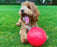 Company of Animals Boomer Ball Dog Toy 10" (250mm)