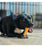DogSee Chew Turmeric Medium Bars Dog Chews 140g
