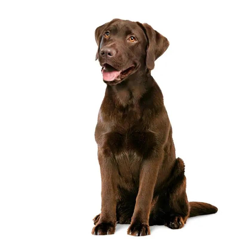 Royal Canin Adult Digestion Dog Supplement Prebiotics & Postbiotics 160g