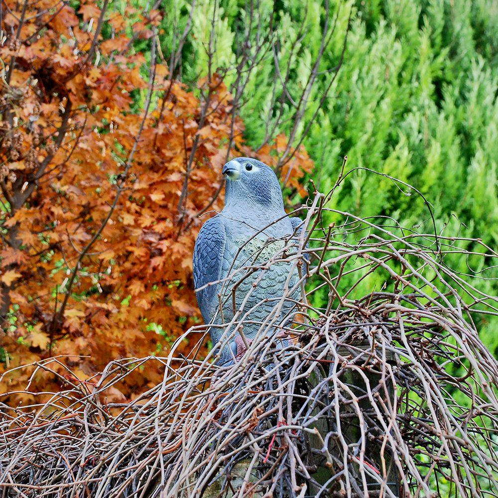 The Big Cheese Falcon Decoy
