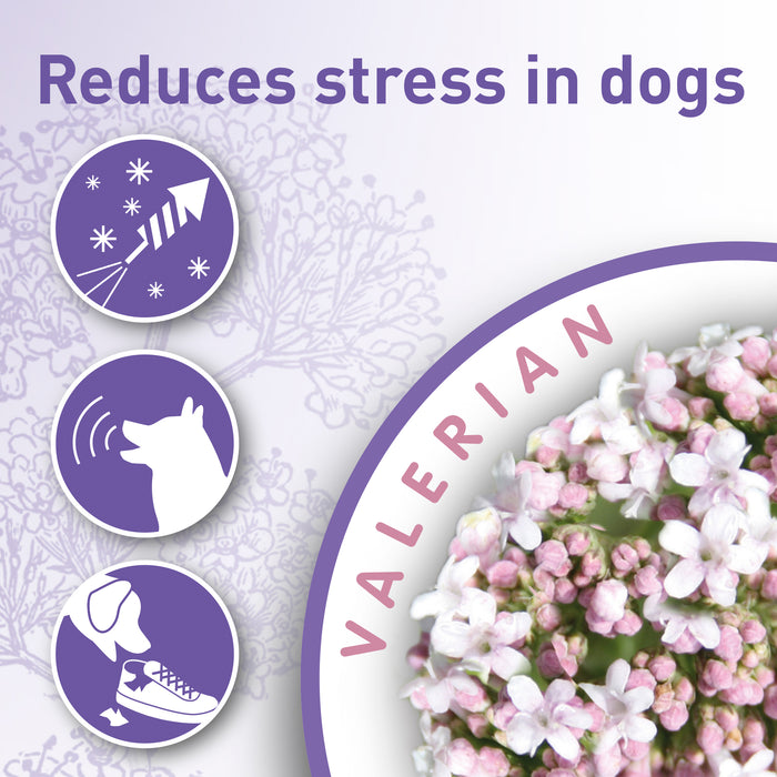 Beaphar Calming Valerian & Lavender Collar for Dogs 65cm