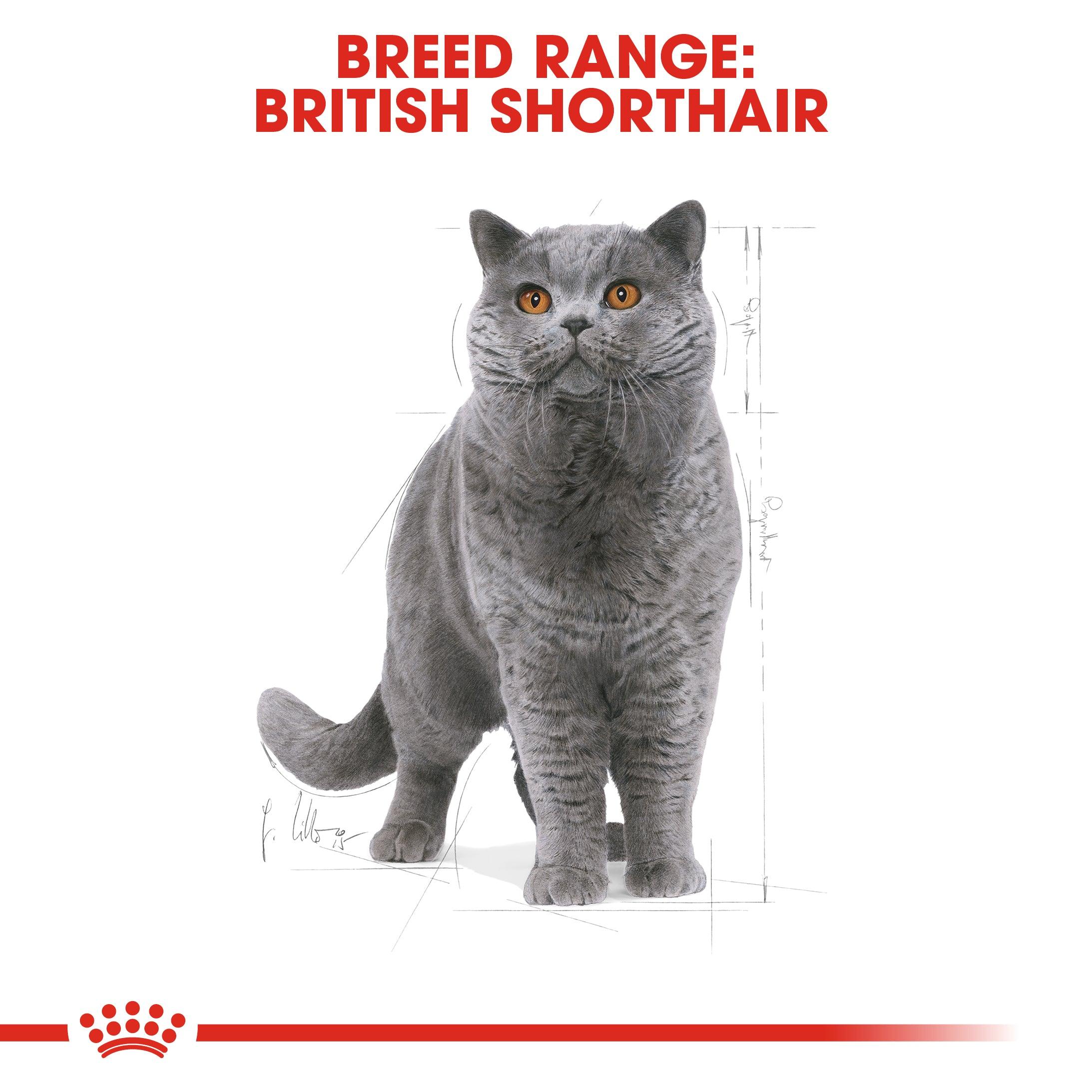 Royal Canin Adult British Shorthair Dry Cat Food
