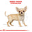 Royal Canin Puppy Chihuahua Dry Dog Food 1.5kg