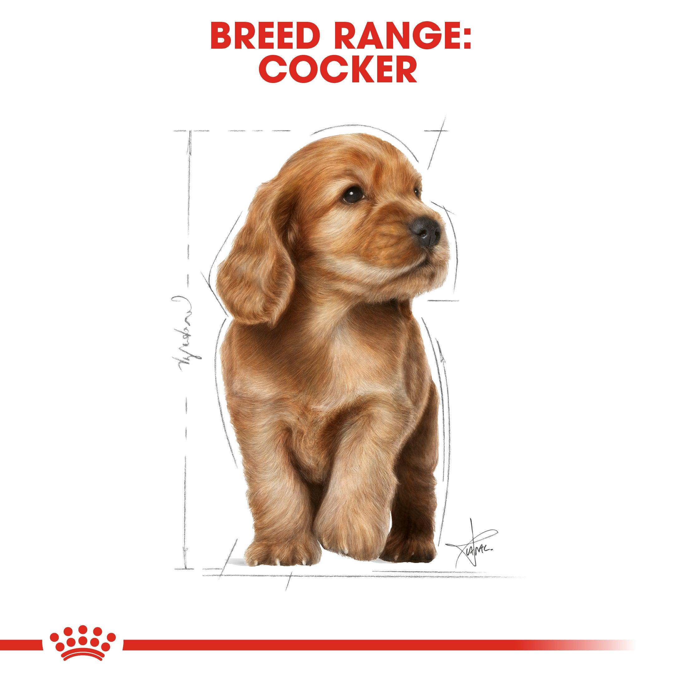 Royal Canin Puppy Cocker Spaniel Dry Dog Food 3kg