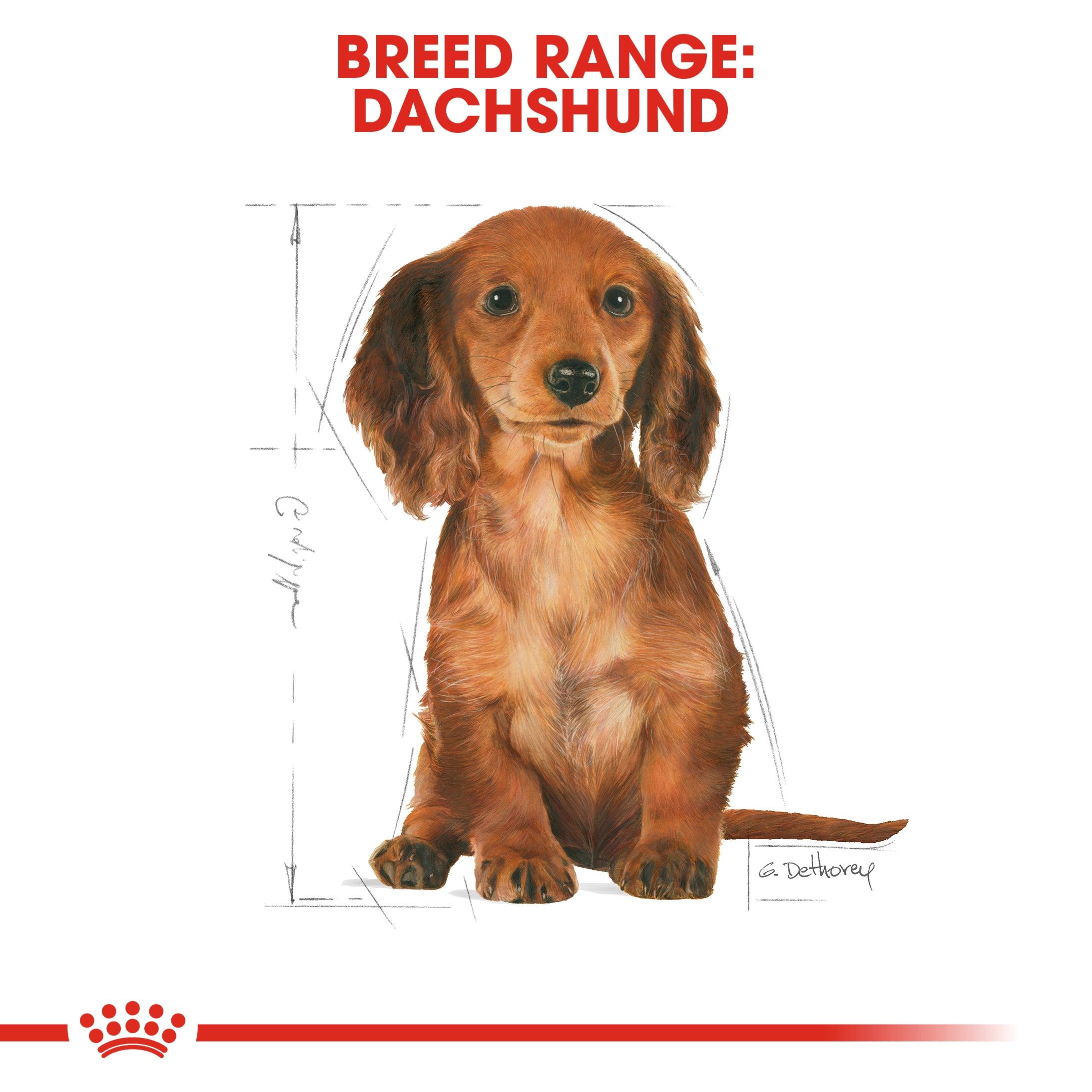 Royal Canin Puppy Dachshund Dry Dog Food 1.5kg