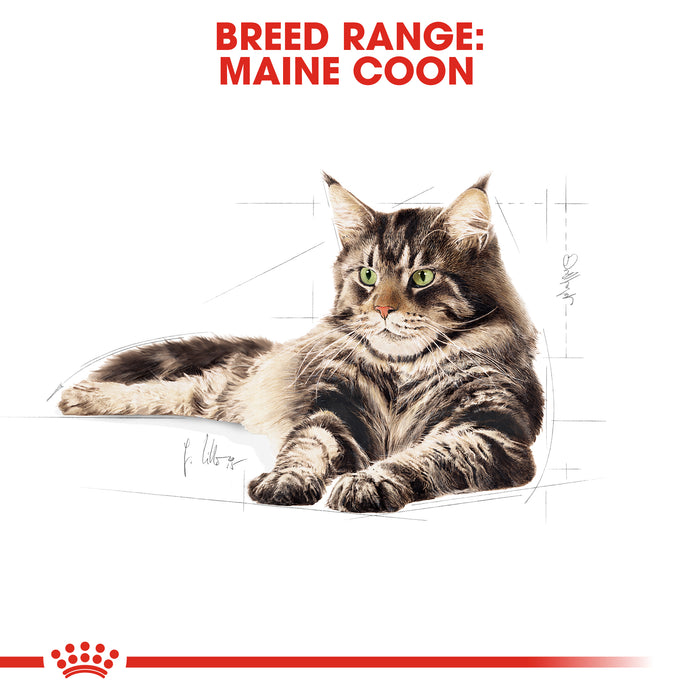 Royal Canin Feline Adult Maine Coon Wet Cat Food Pouches in Gravy - 12 x 85g