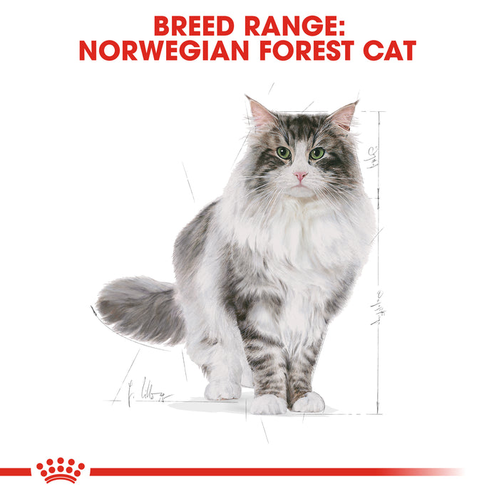 Royal Canin Adult Norwegian Forest Dry Cat Food 10kg
