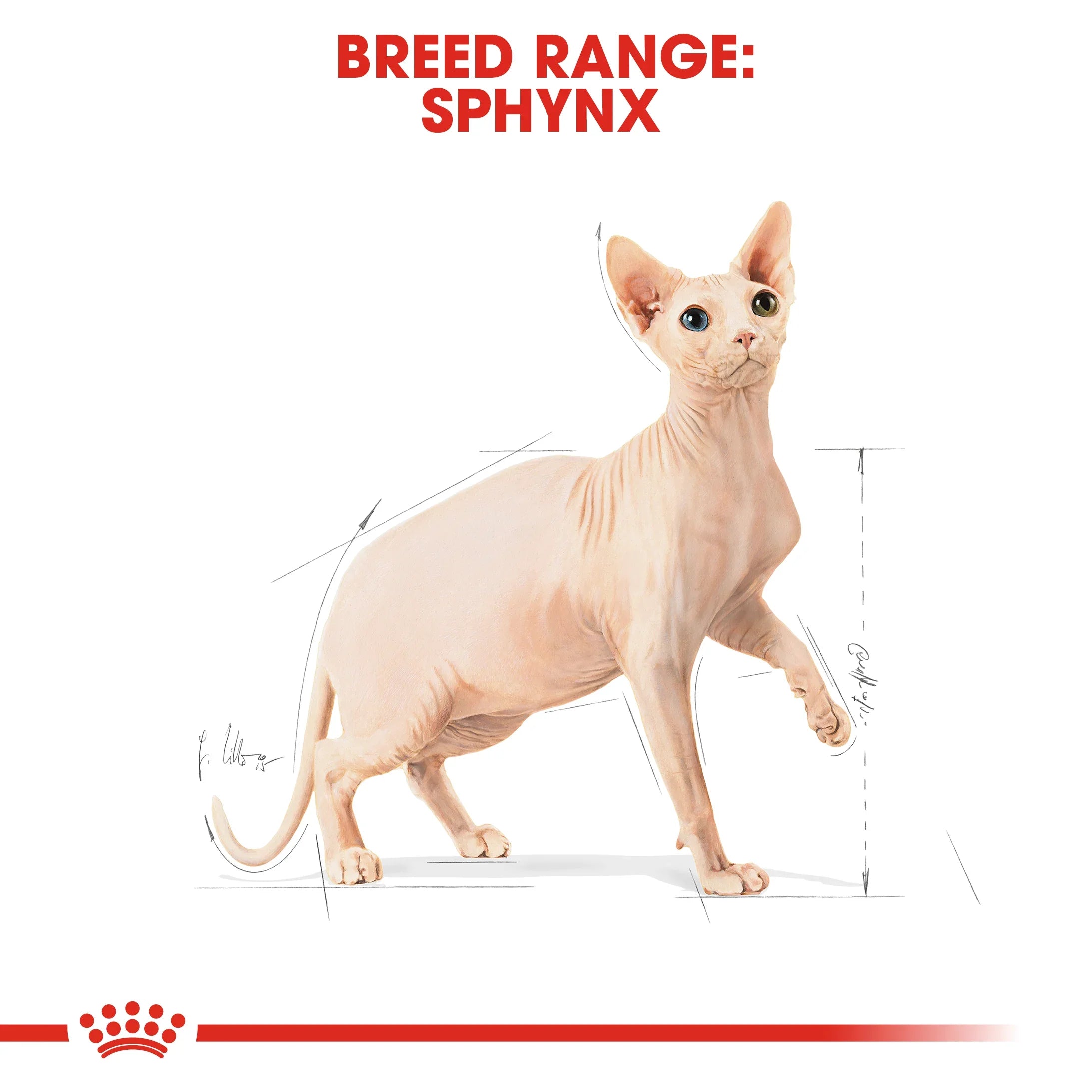 Royal Canin Adult Sphynx Dry Cat Food 10kg