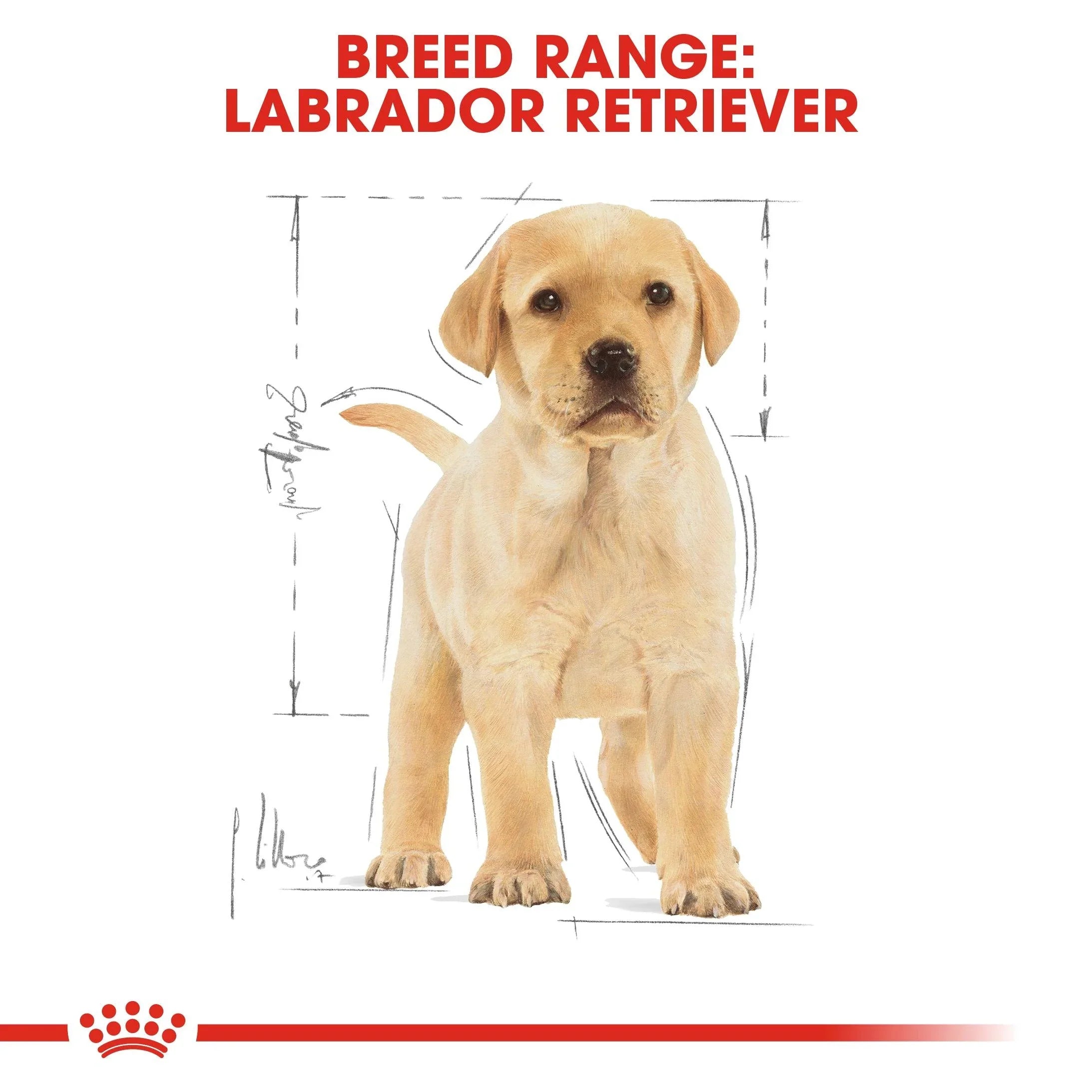 Royal Canin Puppy Labrador Retriever Dry Dog Food