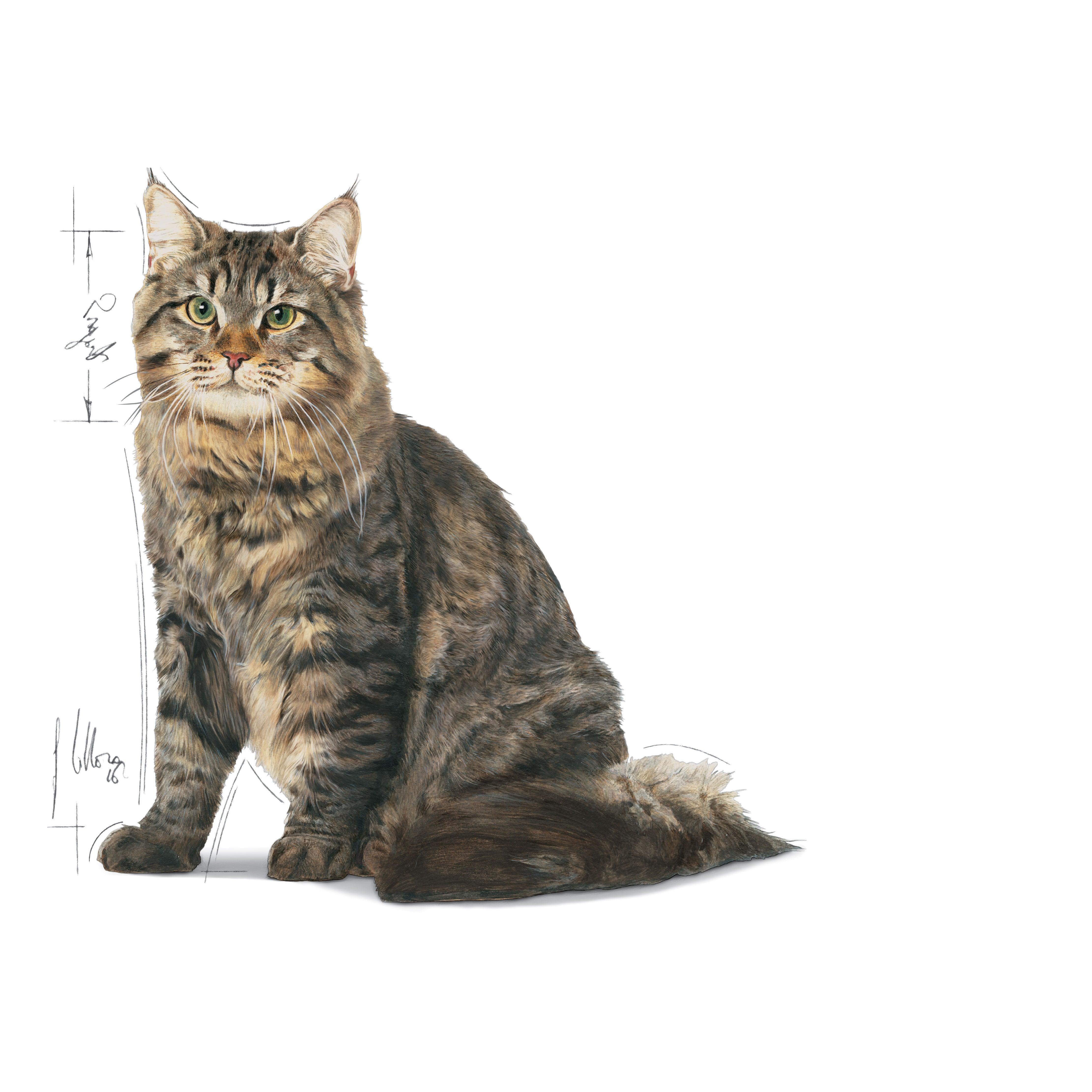 Royal Canin Adult Urinary Care Dry Cat Food